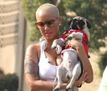 Amber Rose promène son toutou dans les rues de Los Angeles, le 7 janvier 2010