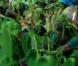 Johnny Depp arrose le public de liquide vert, sur le plateau des Kids' Choice Awards 2011, samedi 2 avril 2011.