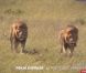 Des lions dans la bande-annonce de Pékin Express : la route des grands fauves, diffusée le 11 mai 2011 sur M6