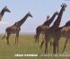 Des girafes dans la bande-annonce de Pékin Express : la route des grands fauves, diffusée le 11 mai 2011 sur M6