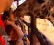 Leïla embrasse la girafe dans Pékin Express : la route des grands fauves le jeudi 19 mai 2011 sur M6