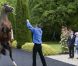 Le 19 mai 2011, à l'occasion de l'avant-dernier jour de sa visite historique en Irlande, la reine Elizabeth II, passionnée de chevaux de races, a découvert les haras nationaux irlandais de Kildare.