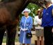Le 19 mai 2011, à l'occasion de l'avant-dernier jour de sa visite historique en Irlande, la reine Elizabeth II, passionnée de chevaux de races, a découvert les haras nationaux irlandais de Kildare.