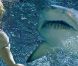 Des images de  Shark Night 3D , en salles le 28 septembre 2011.