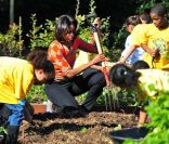 Michelle Obama organise la troisième récolte du potager de la Maison Blanche, à Washington, le 5 octobre 2011. Elle est aidée dans sa tâche par des élèves d\'écoles élémentaires voisines.<br />