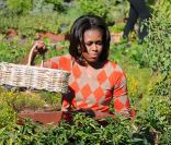 Michelle Obama organise la troisième récolte du potager de la Maison Blanche, à Washington, le 5 octobre 2011.