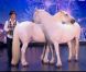 Pierre et ses poneys dans Incroyable Talent