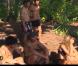 Koh Lanta Malaisie, vendredi 21 décembre 2012 sur TF1