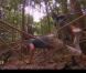 Épreuve d'immunité remportée par Philippe dans Koh Lanta Malaisie, vendredi 21 décembre 2012 sur TF1