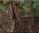 Koh Lanta Malaisie, vendredi 21 décembre 2012 sur TF1