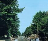 Abbey Road - The Beatles