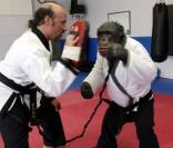 Charlie le Chimpanzé est dressé à se battre comme un terrible karatéka !