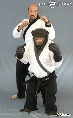 Charlie le Chimpanzé est dressé à se battre comme un terrible karatéka !