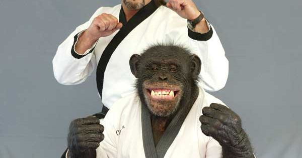 charlie le chimpanze est dresse a se m
