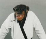Charlie le Chimpanzé est dressé à se battre comme un terrible karatéka !