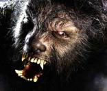 La bande-annonce  Wolfman  !