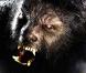 La bande-annonce  Wolfman  !