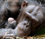 Un gentil chimpanzé et son bébé 