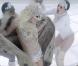 Lady Gaga, Bad Romance (image du clip)