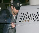Bradley Cooper, à l'aéroport de Los Angeles, en compagnie de sa chienne Charlotte... 30/12/09