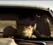 Après les guest stars musicales, Gorillaz s'offre... Bruce Willis pour le clip du premier extrait de l'album Plastic Beach : Stylo