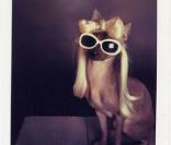 Ces chiens parodient Lady Gaga !