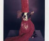 Ces chiens parodient Lady Gaga !