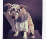 Ces chiens parodient Lady Gaga !