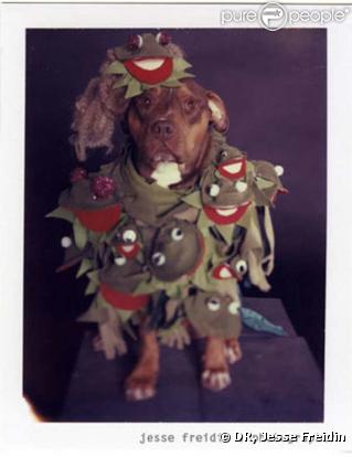 Ces chiens parodient Lady Gaga !