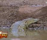 Un crocodile s'est glissé dans la mare ! 