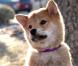 Des images d' Hatchi .