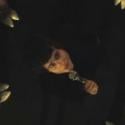 Les BB Brunes filent à l'anglaise : découvrez le clip de "Britty Boy" !