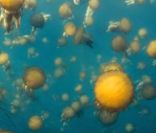La bande-annonce du documentaire Océans