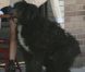 Rachel Bilson s'amuse avec son chien alors qu'elle déjeune au Little Dom's à Los Feliz le 15 avril 2011
 &nbsp; 