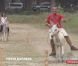 Extrait de  Pékin Express : La Route des Grands Fauves  (épisode du mercredi 8 juin sur M6).