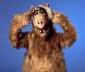 Alf, adorable extraterrestre, star de la série éponyme.