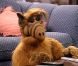 Alf, adorable extraterrestre, star de la série éponyme.