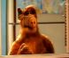 Alf, adorable extraterrestre, star de la série éponyme.