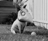 Frankenweenie