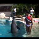 Miss France 2012 : Les 33 candidates se dévoilent en bikini auprès des dauphins