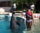 L'une des candidates profite des joies d'une baignade avec les dauphins lors du séjour des candidates Miss France 2012 au Mexique en novembre 2011