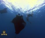 Des raies dans Koh Lanta, jeudi 10 novembre 2011, sur TF1