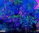 Coldplay -  Paradise . Live aux NRJ Music Awards 2012.
