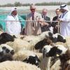 Le prince Charles visite la ferme Al Safwa lors de son voyage officiel au Qatar, le 15 mars 2013.
