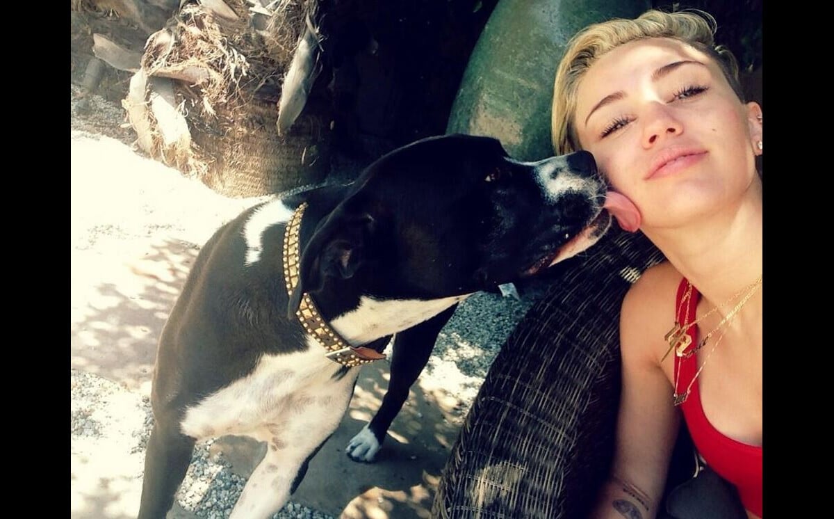 Photo : Miley Cyrus et sa chienne Mary Jane, le 13 juillet 2013 sur  Twitter. - Purepeople