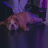 Le chien de Camille Combal dans l'émission Touche pas à mon poste du mardi 19 novembre 2013.