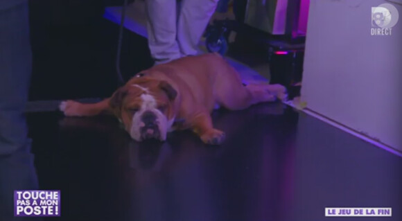 Le chien de Camille Combal dans l'émission Touche pas à mon poste du mardi 19 novembre 2013.