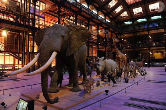 Exclusif : La soirée des GQ Awards, édition française, au sein du museum d'histoire naturelle à Paris le 20 novembre 2013