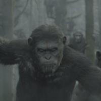 La Planète des singes - L'Affrontement : L'annonce d'une guerre sans merci