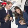 Le prince William et Kate Middleton, duchesse de Cambridge, avec des bébés bergers allemands de 12 jours à l'école royale de la police néo-zélandaise, le 16 avril 2014 à Wellington. L'ultime engagement de leur tournée officielle en Nouvelle-Zélande.